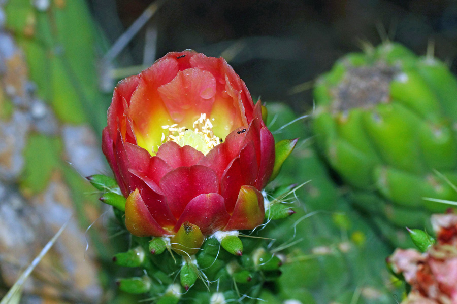 Austrocylindropuntia subulata / Opunzia subulata